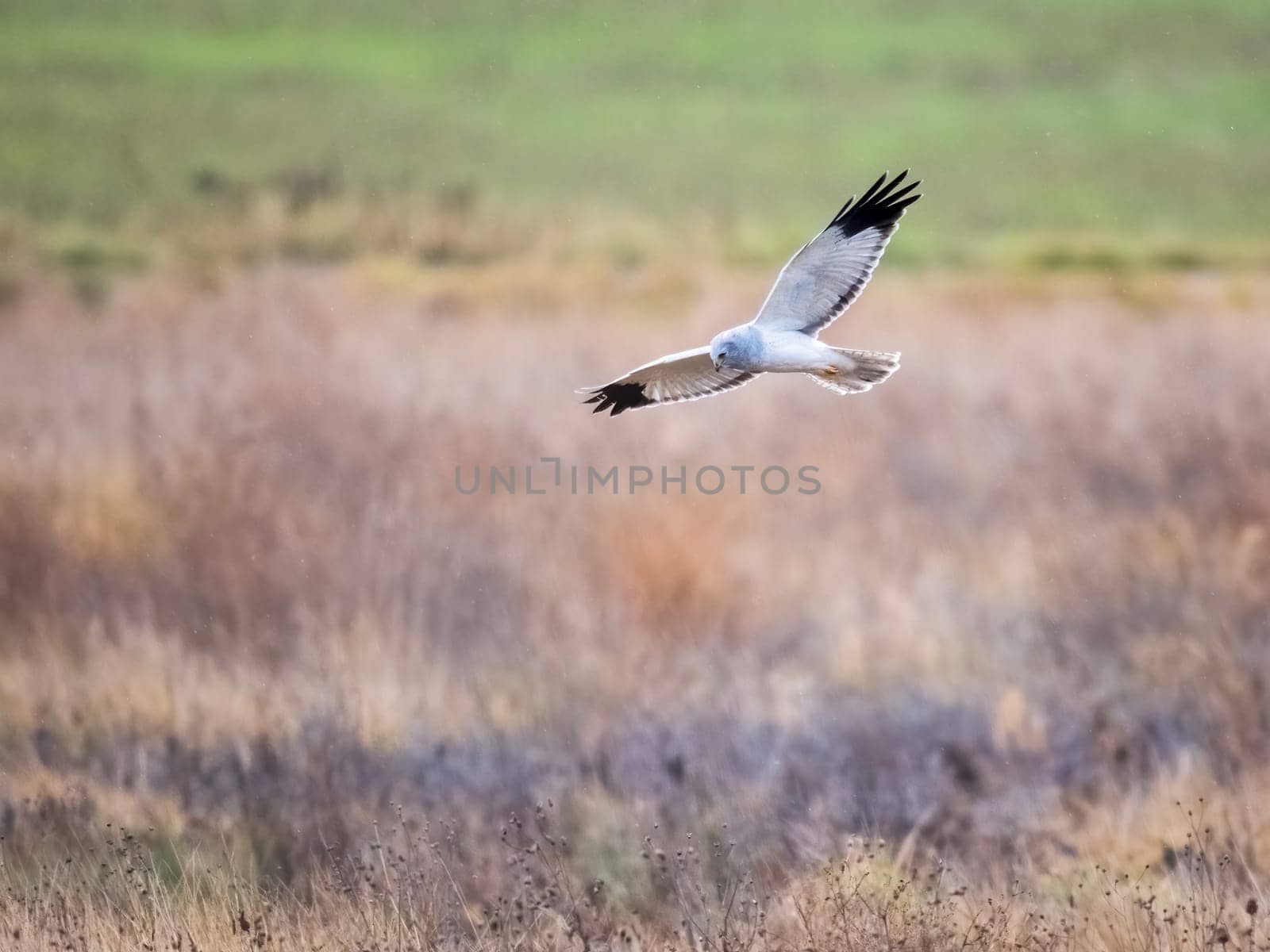Beautiful male northern harrier - Circus hudsonius - marsh hawk, grey or gray ghost. Hunting over meadow
