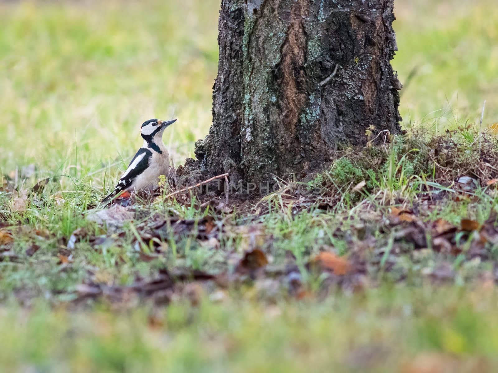 variegated curious woodpecker on a tree in the forest in vivo