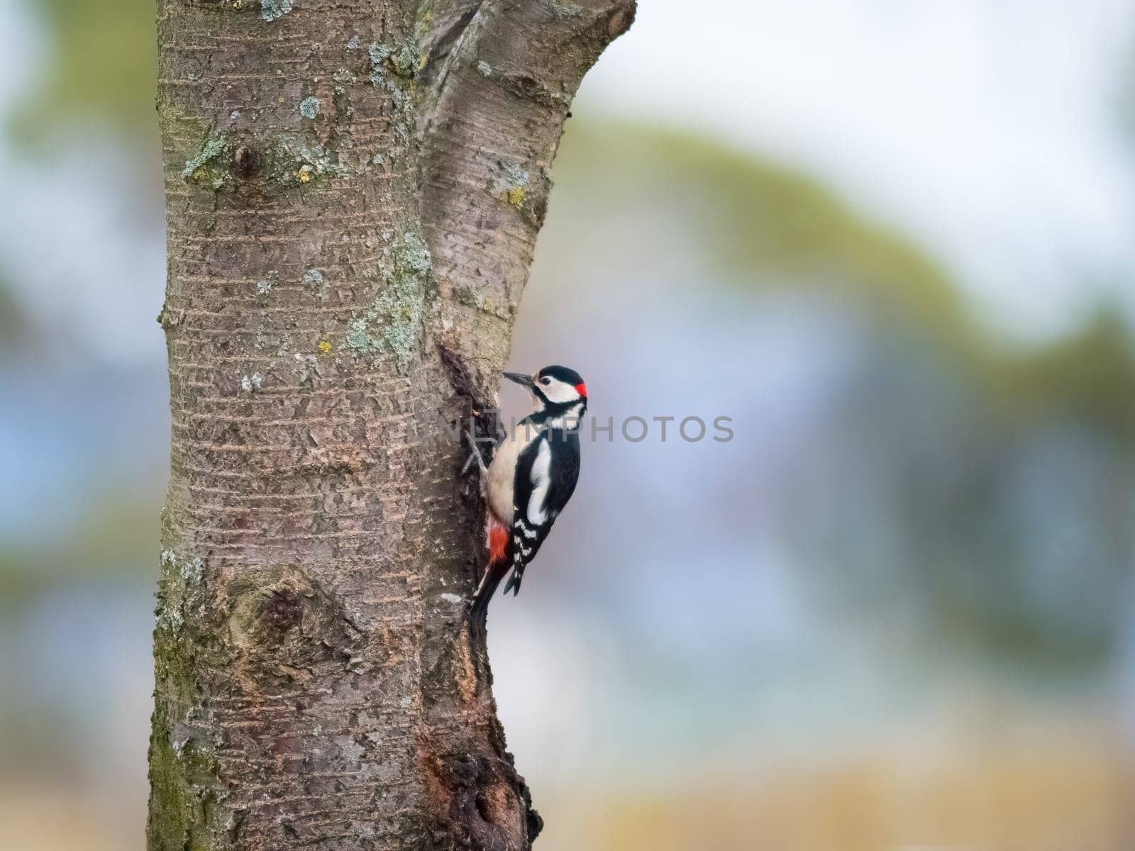 Close-Up Of Woodpecker Perching On Tree Trunk