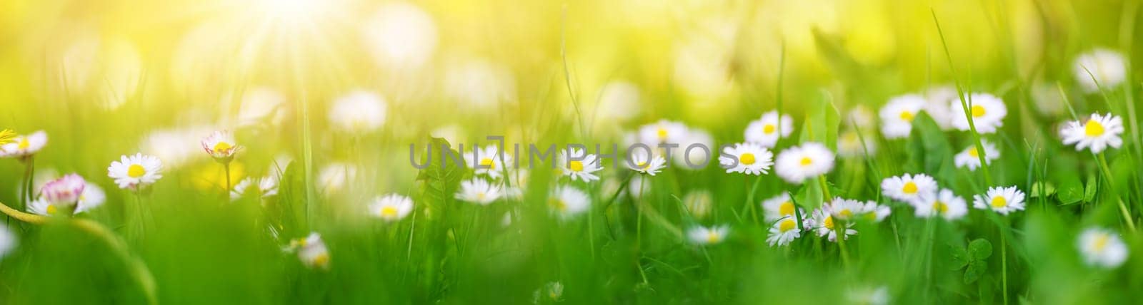 Macro photography of the flowering field of daisies in spring. Panoramic bluured view.