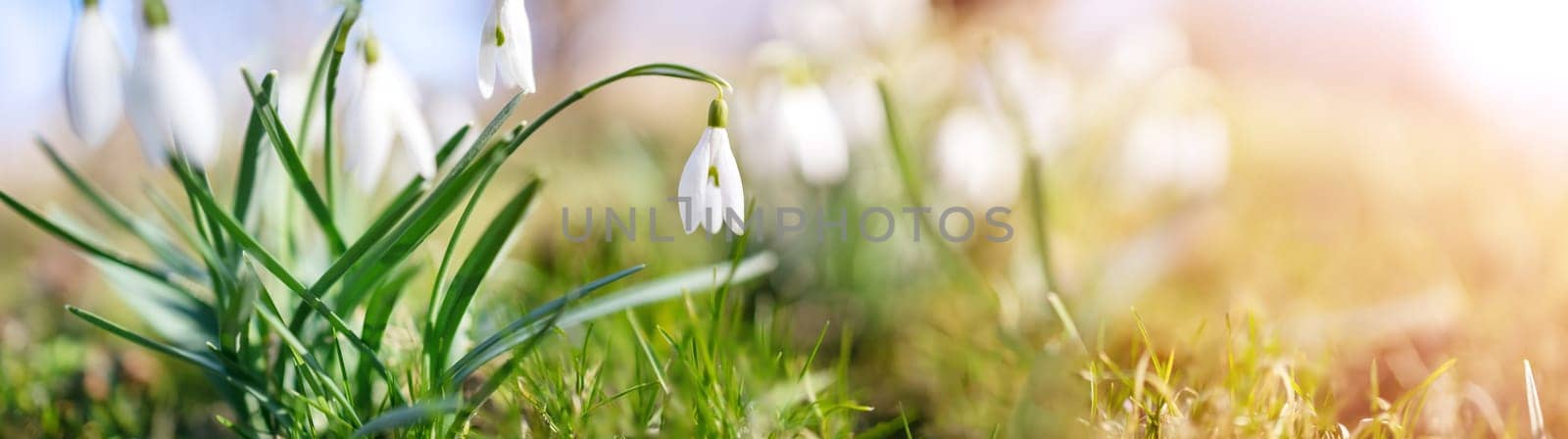 Snowdrop flowers blooming in the spring park. View of the wildflowers in nature.