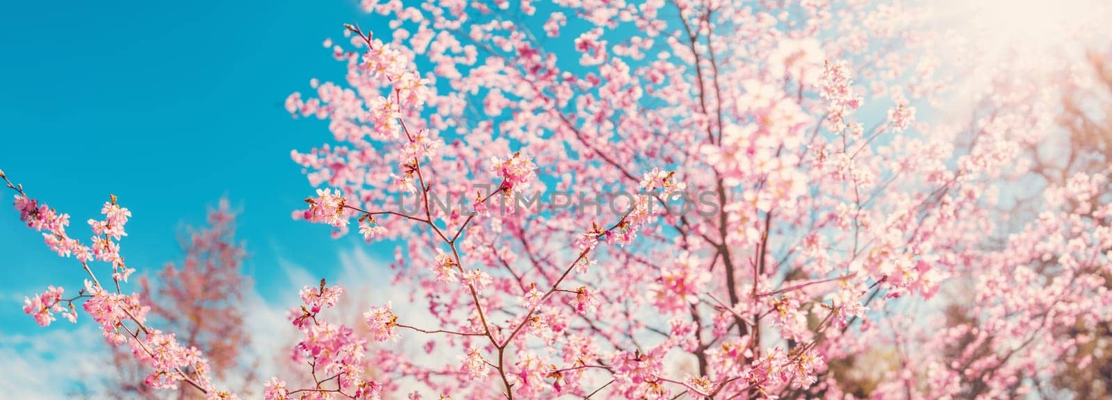Cherry tree blossoming in spring in natural park. Panoramic view.