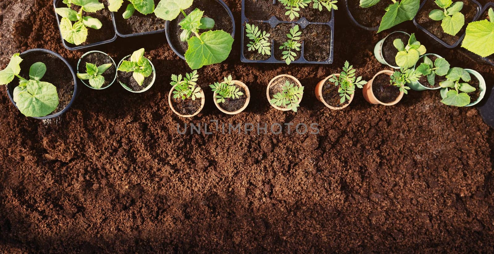 Background of the black soil with many pots of young sprouts of plants standing on it. Concept of gardening and gardening.