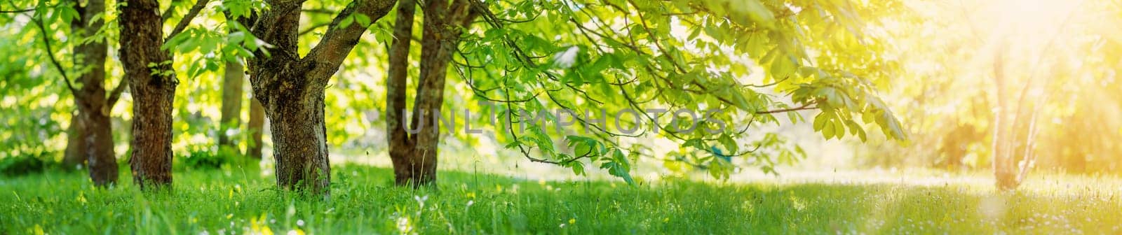 Sunrise in the natural chestnut park in springtime. Panoramic view of the greenwoods.