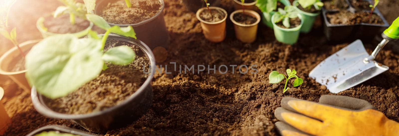 Human's hands seedling a plant sprout in the black soil.. Concept of a new life, saving planet and gardening.