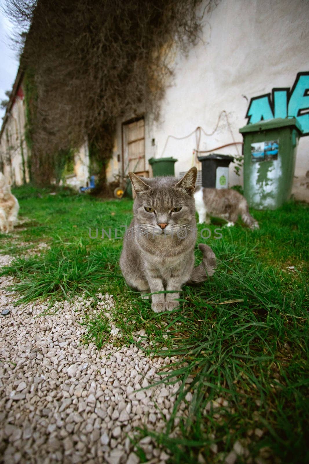 Procida, the island of cats.