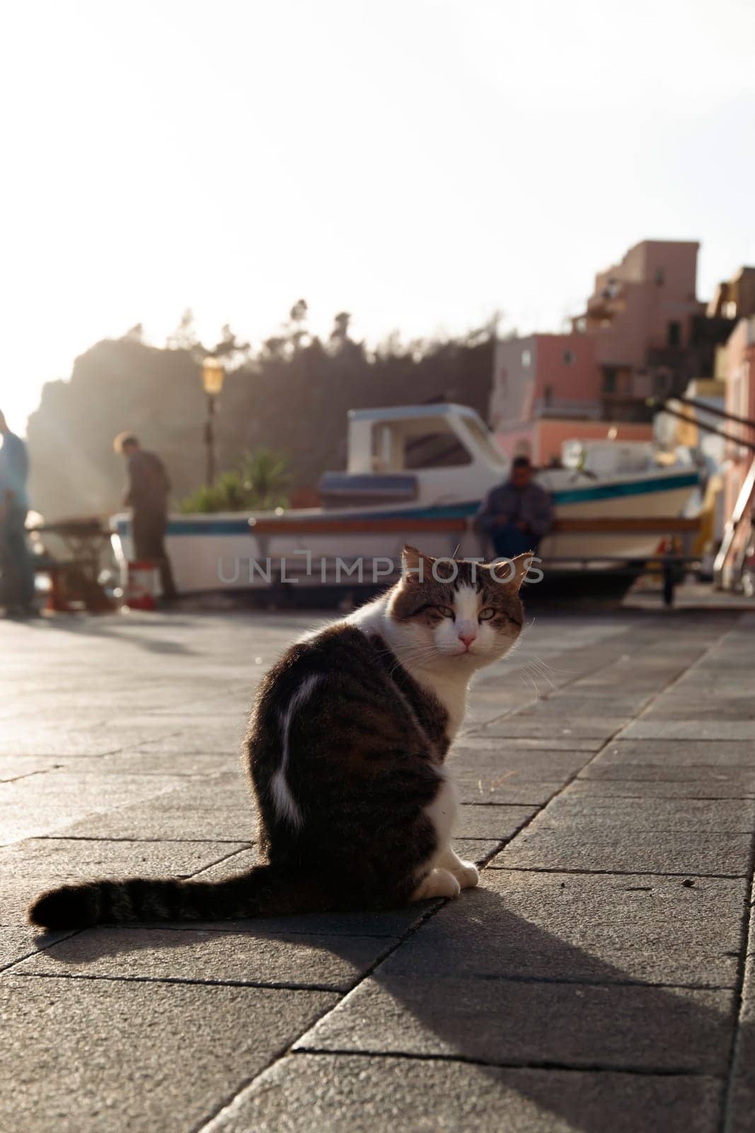 Procida, the island of cats.