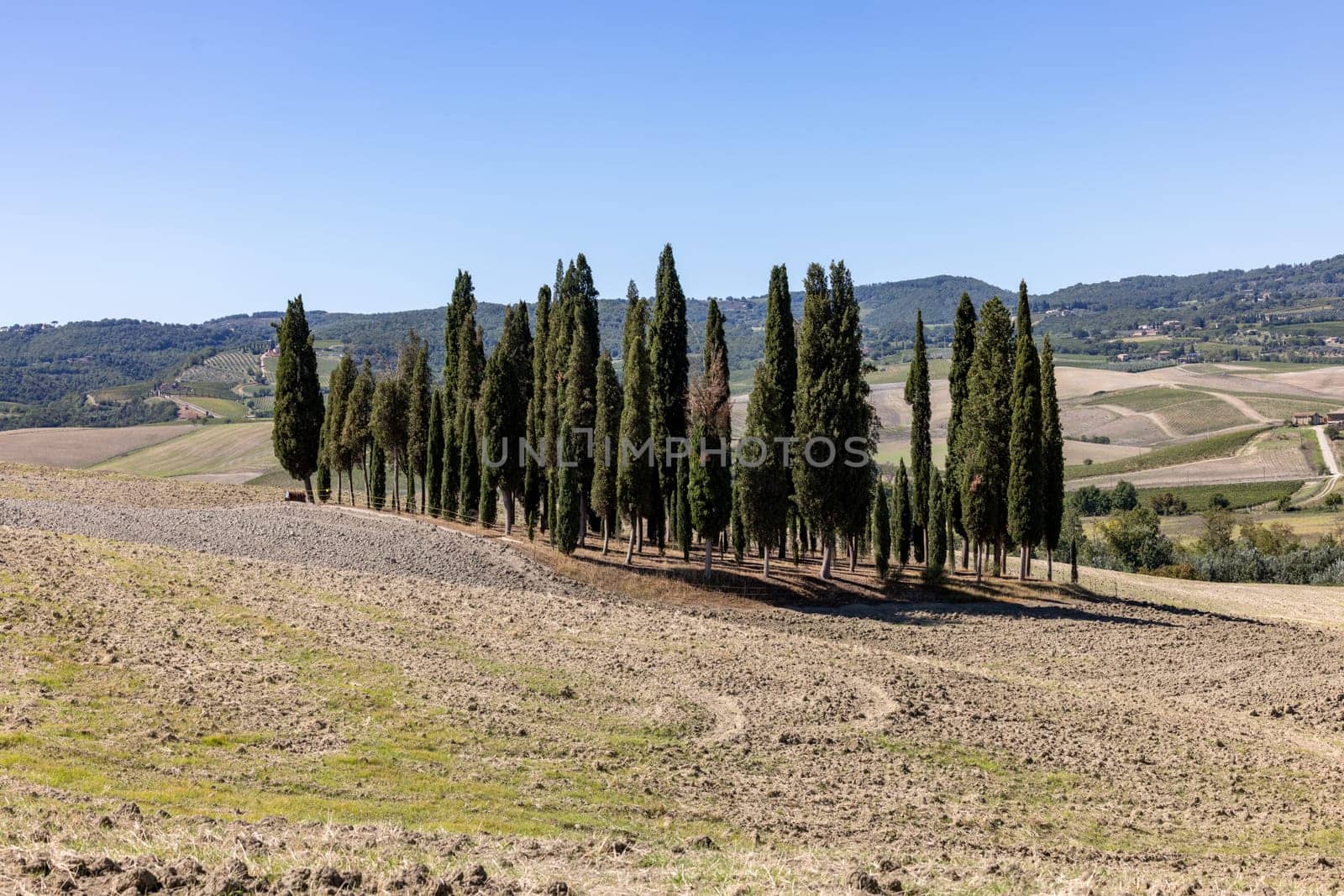 Iconic group of cypress trees in a field, near San Quirico,  Tuscany, Italy