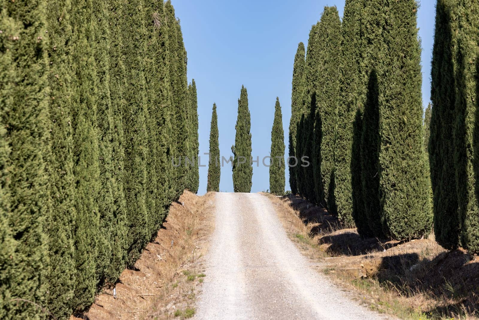 Alley of cypress trees in Tuscany, Italy