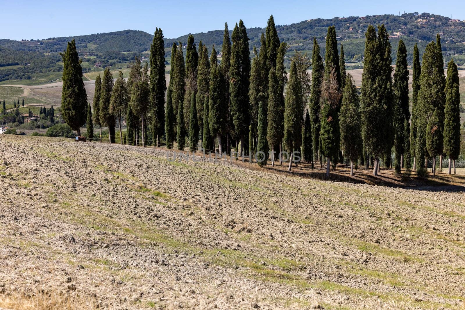 Iconic group of cypress trees in a field, near San Quirico,  Tuscany, Italy