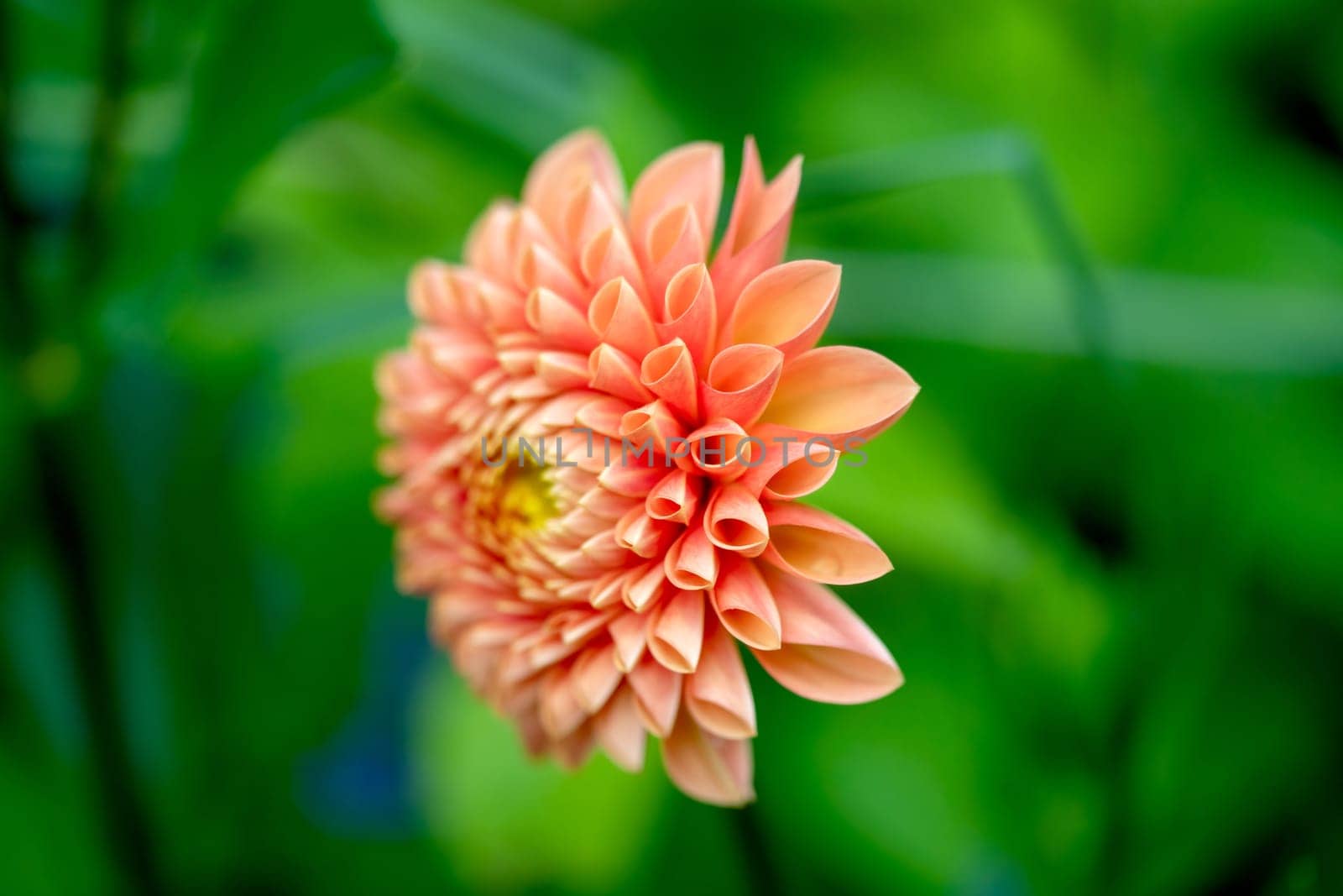Close up of orange dahlia flower in the garden, selective focus