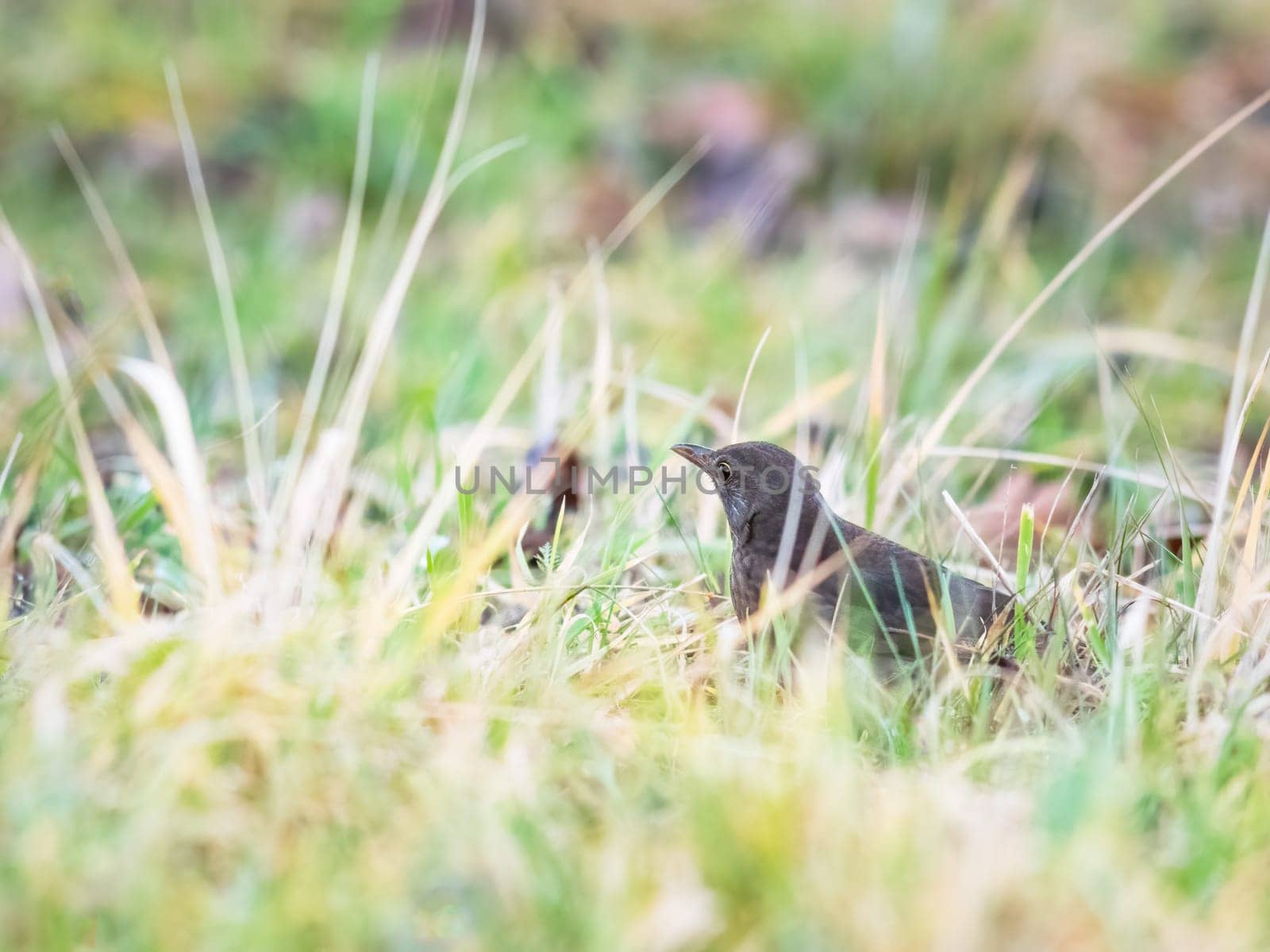 Female common blackbird green background