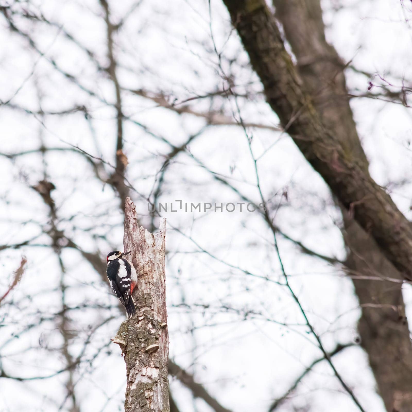 woodpecker on a tree