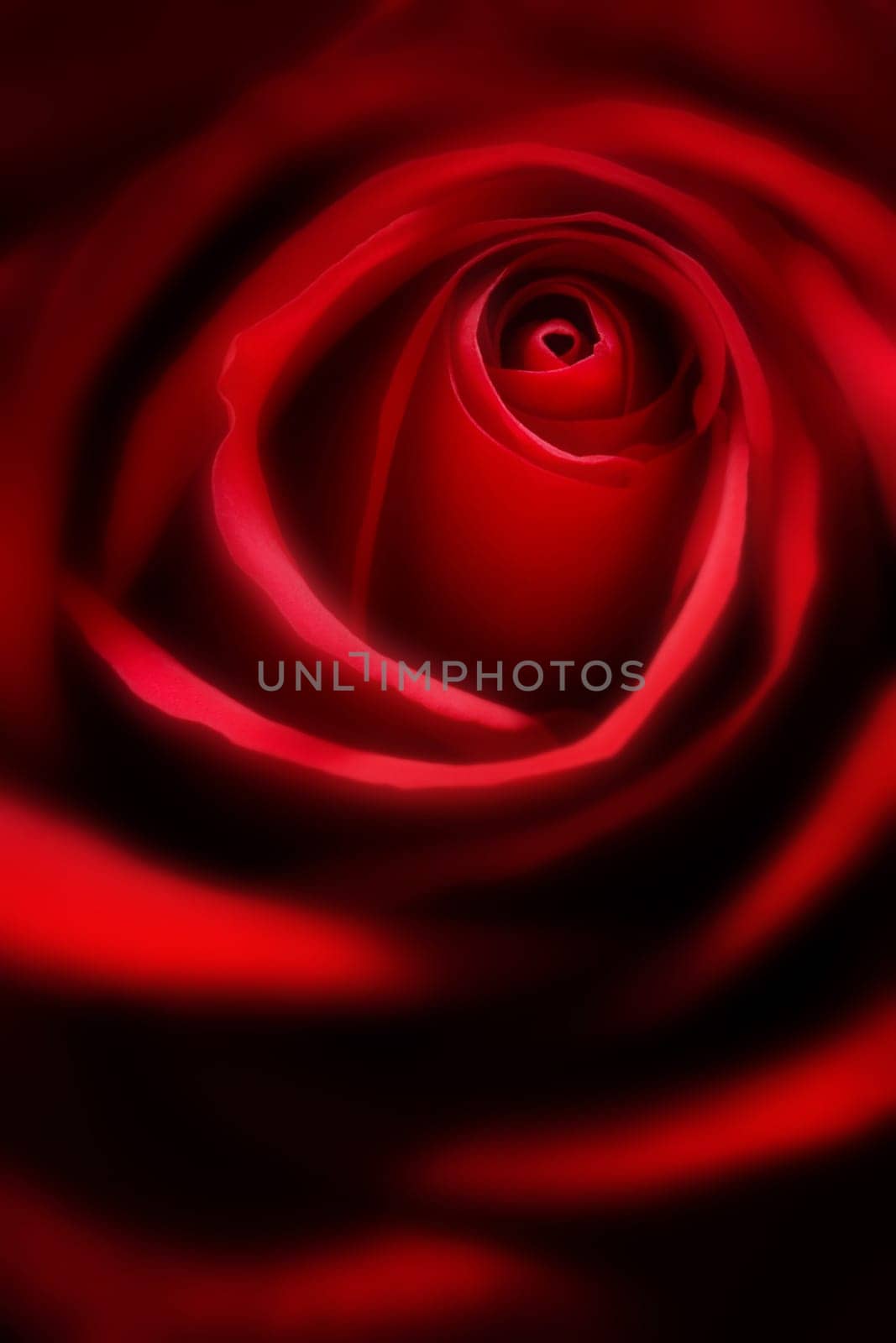 A close up of a beautiful red rose.