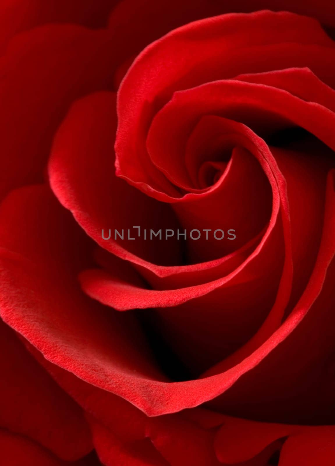 A lovely red rose.