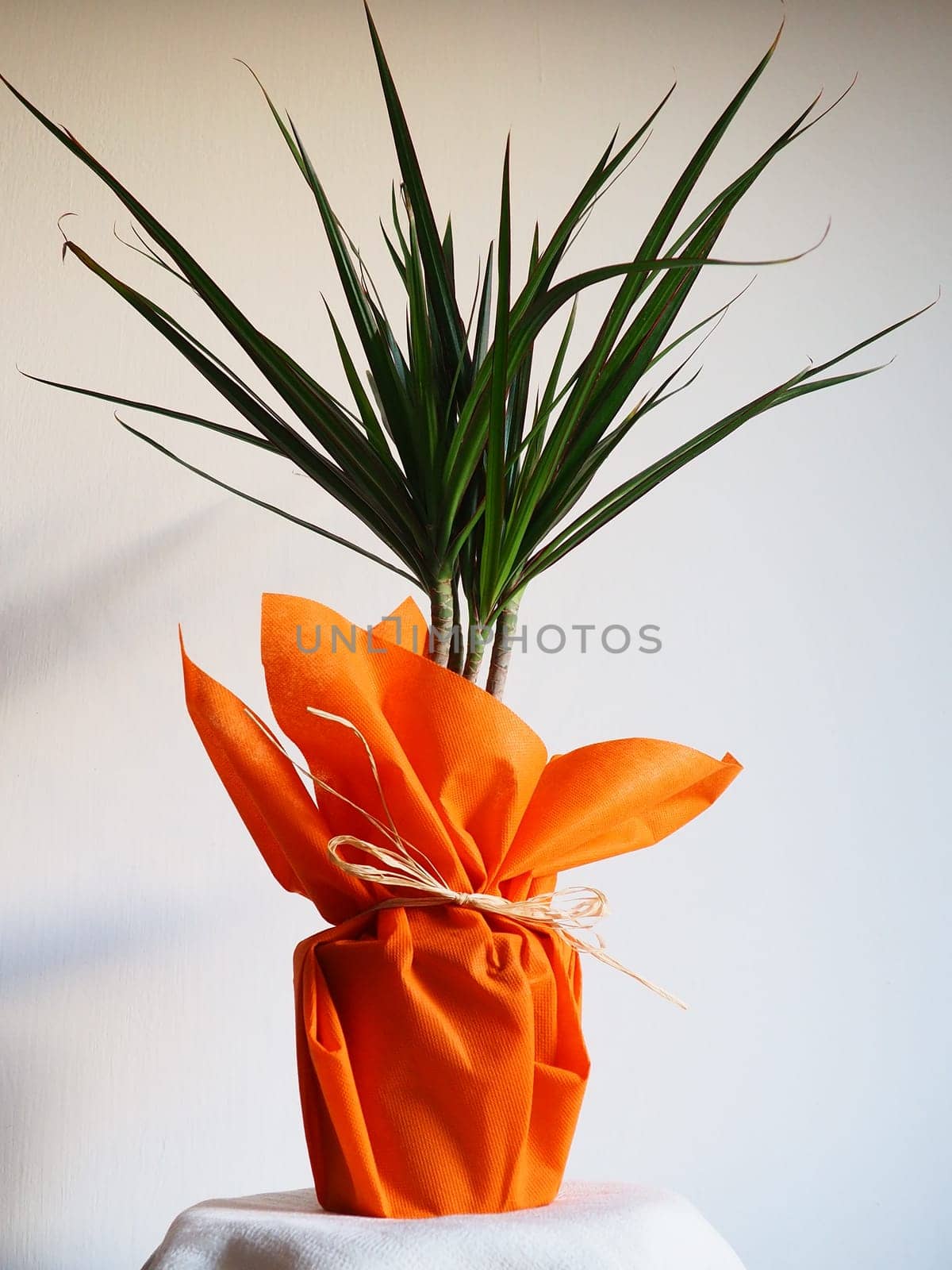 Dracaena, tropical plant as an interior item. A gift in orange wrapping paper on a table with a white napkin. White background. Dracaena or Dracaenaceae.