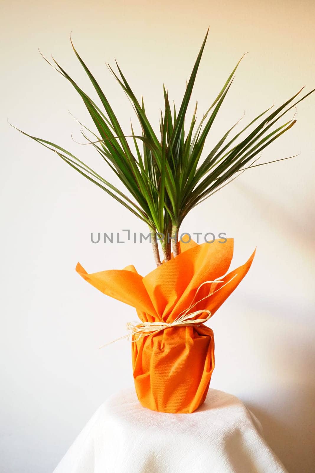 Dracaena, tropical plant as an interior item. A gift in orange wrapping paper on a table with a white napkin. White background. Dracaena or Dracaenaceae.