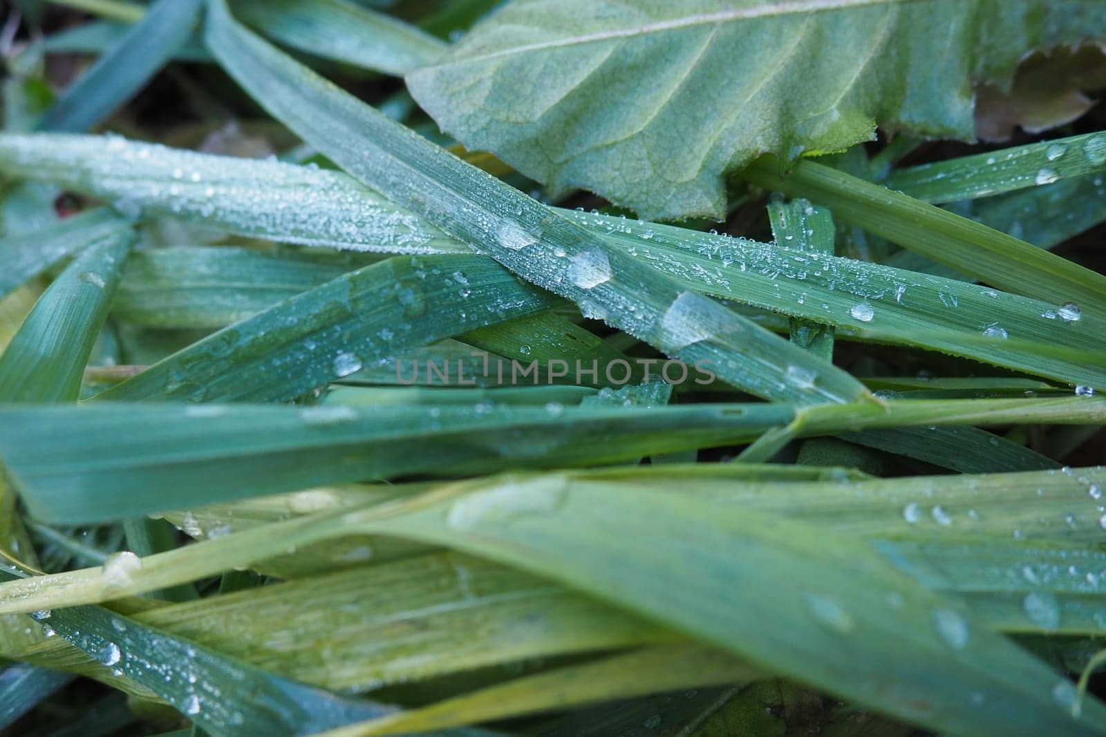 Dew or melt water on green grass. Thawing after a morning winter frost. Lying grass in the meadow. Off-season, windless calm weather. Green leaf with water drops.