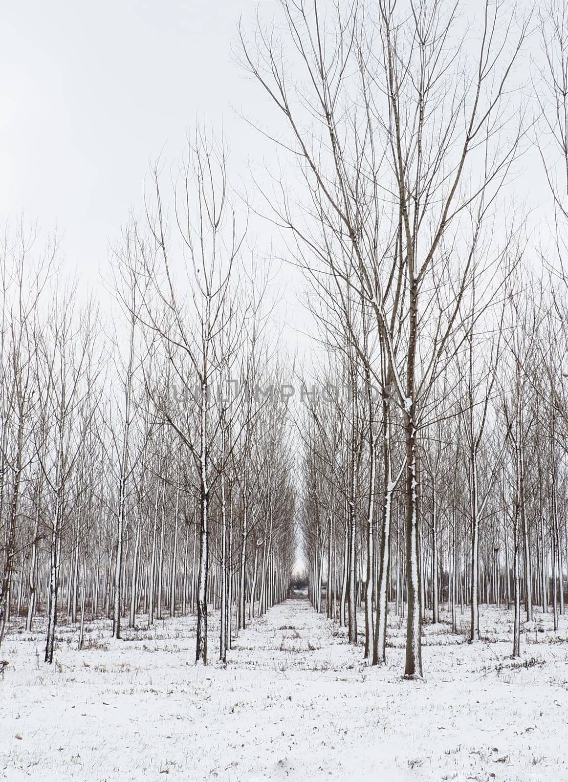 Planting plants - hygrophytes to drain wetlands. Fight against the high standing of underground waters and waterlogging of urban areas. Rows of young poplars. Drainage of territories. Winter.