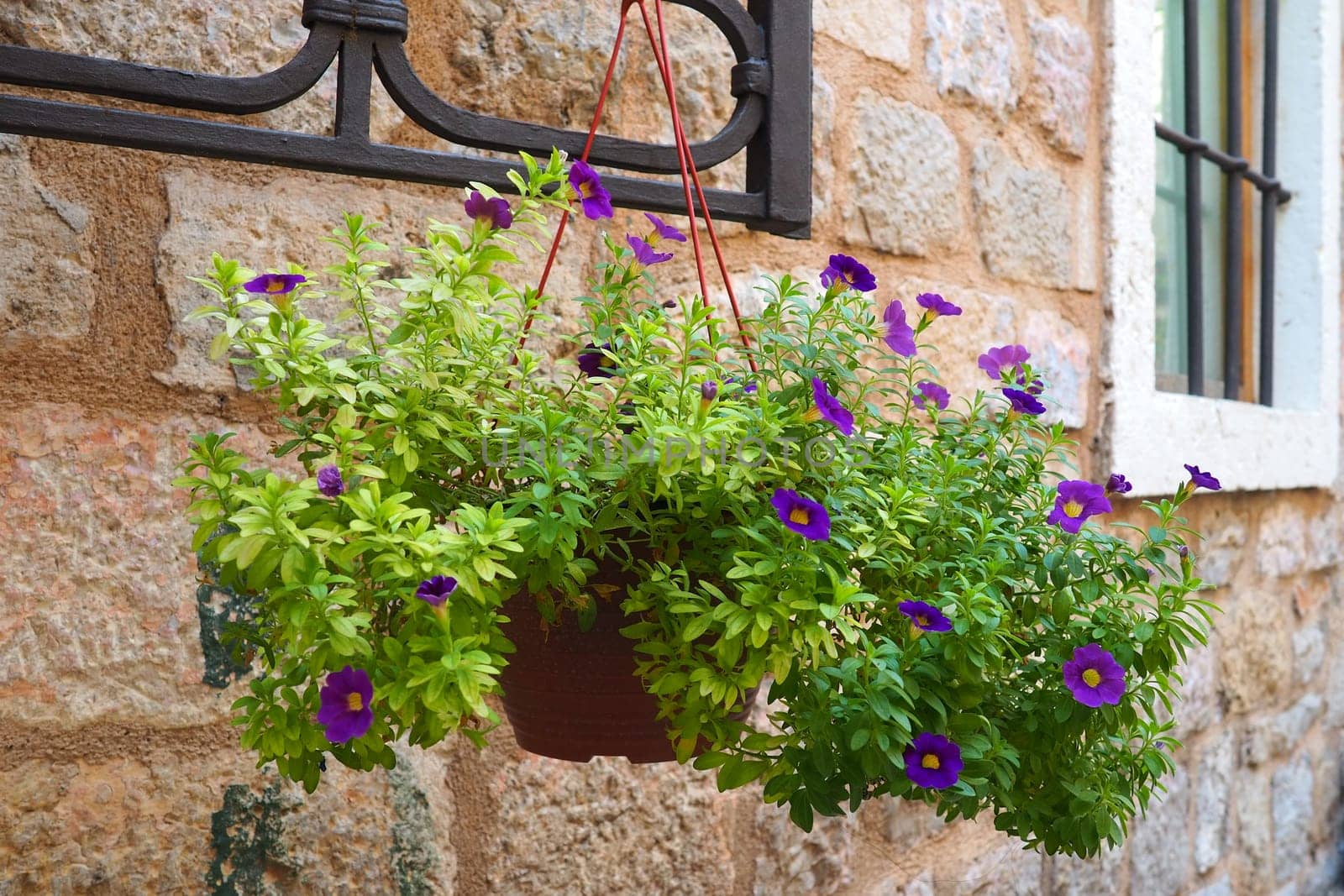 Petunias in the tray or in the pot, purple petunia Solanaceae. Beautiful flowers and window on a stone ancient wall in the old town of Budva Montenegro. Historical center of Budva. Petunia x hybrida