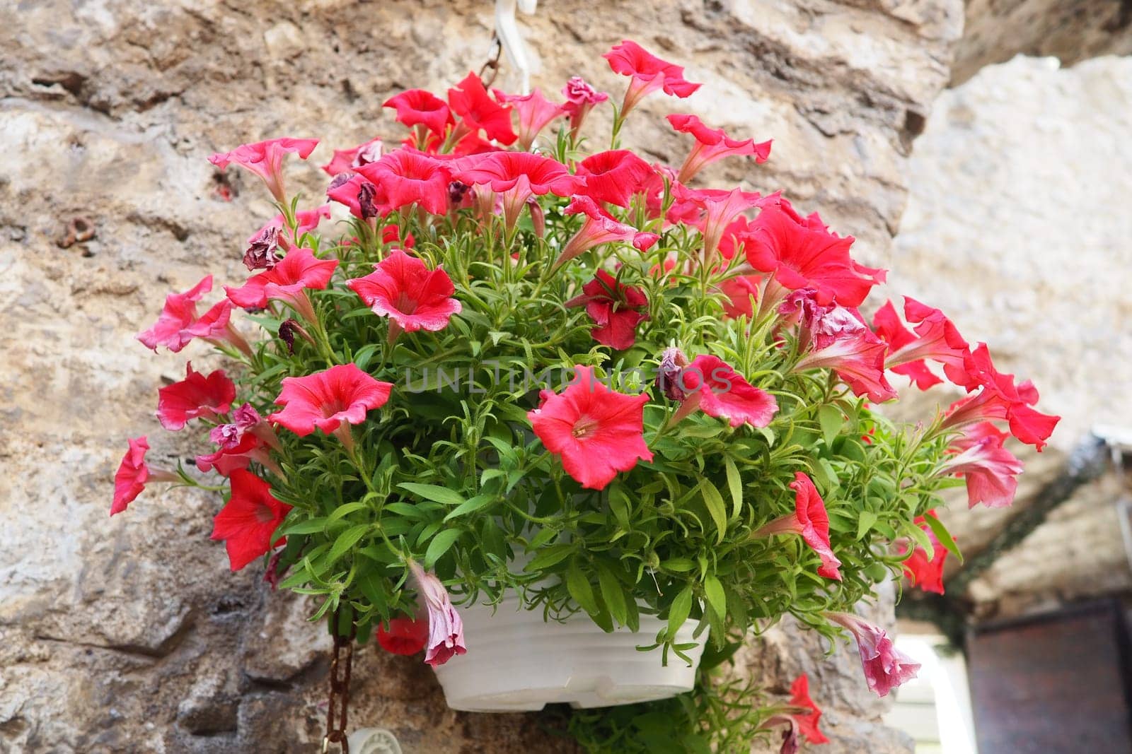 Petunias in the tray or in the pot, purple pink petunia Solanaceae. Beautiful hanging flowers on a stone ancient wall in the old town of Budva Montenegro. Historical center of Budva Petunia x hybrida