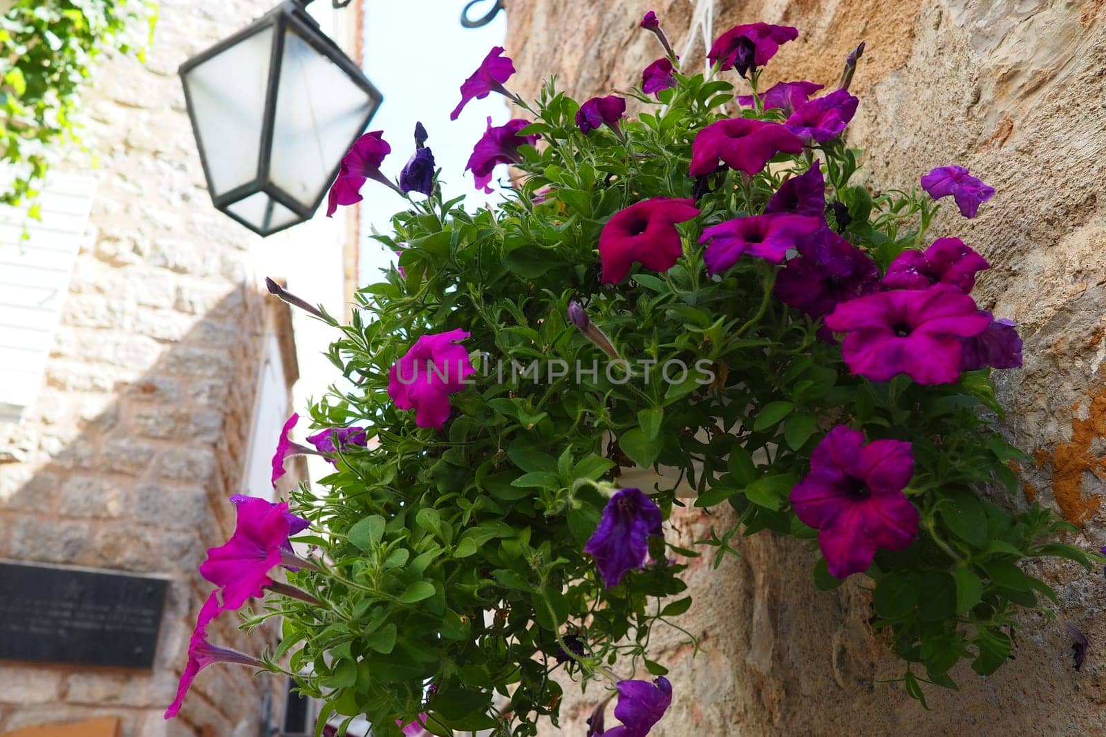 Petunias in the tray or in the pot, purple petunia Solanaceae. Beautiful flowers and lantern on a stone ancient wall in the old town of Budva Montenegro. Historical center of Budva. Petunia x hybrida