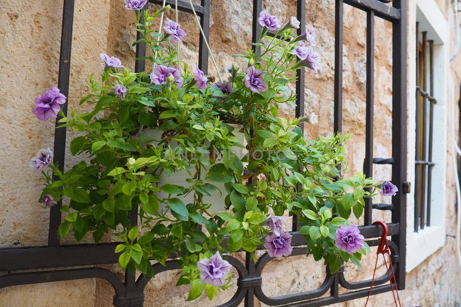 Petunias in the tray or in the pot, purple petunia Solanaceae. Beautiful flowers and window on a stone ancient wall in the old town of Budva Montenegro. Historical center of Budva. Petunia x hybrida