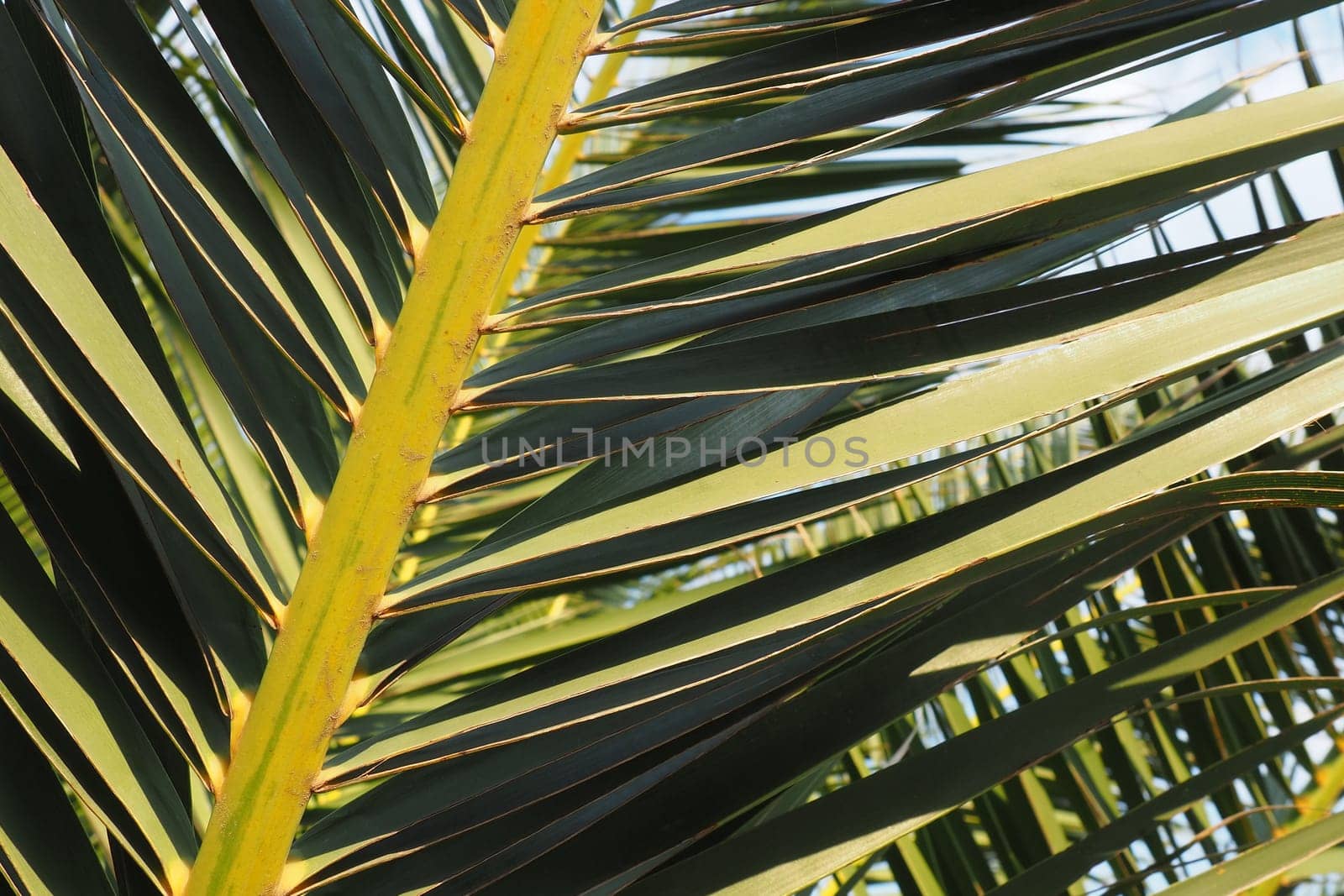 Palm branches against the blue sky. Sunny weather. Vacation at the resort. Coconut and date leaves sway. The blue sky. Tourism and travel to tropical place. Montenegro, palm trees. Plage holiday