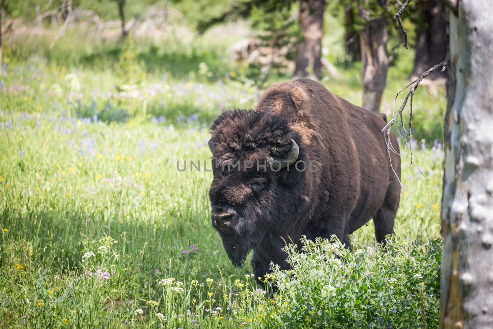 Wild Bison Roaming the Plains and Trees.