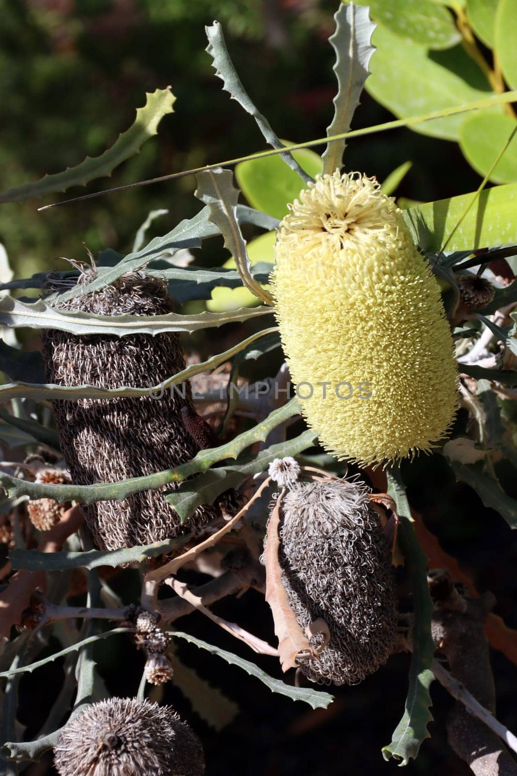 Banksie (Banksia elderiana) im Botanischen Garten - Blütenstand, Nordrhein-Westfalen, Deutschland, Bonn