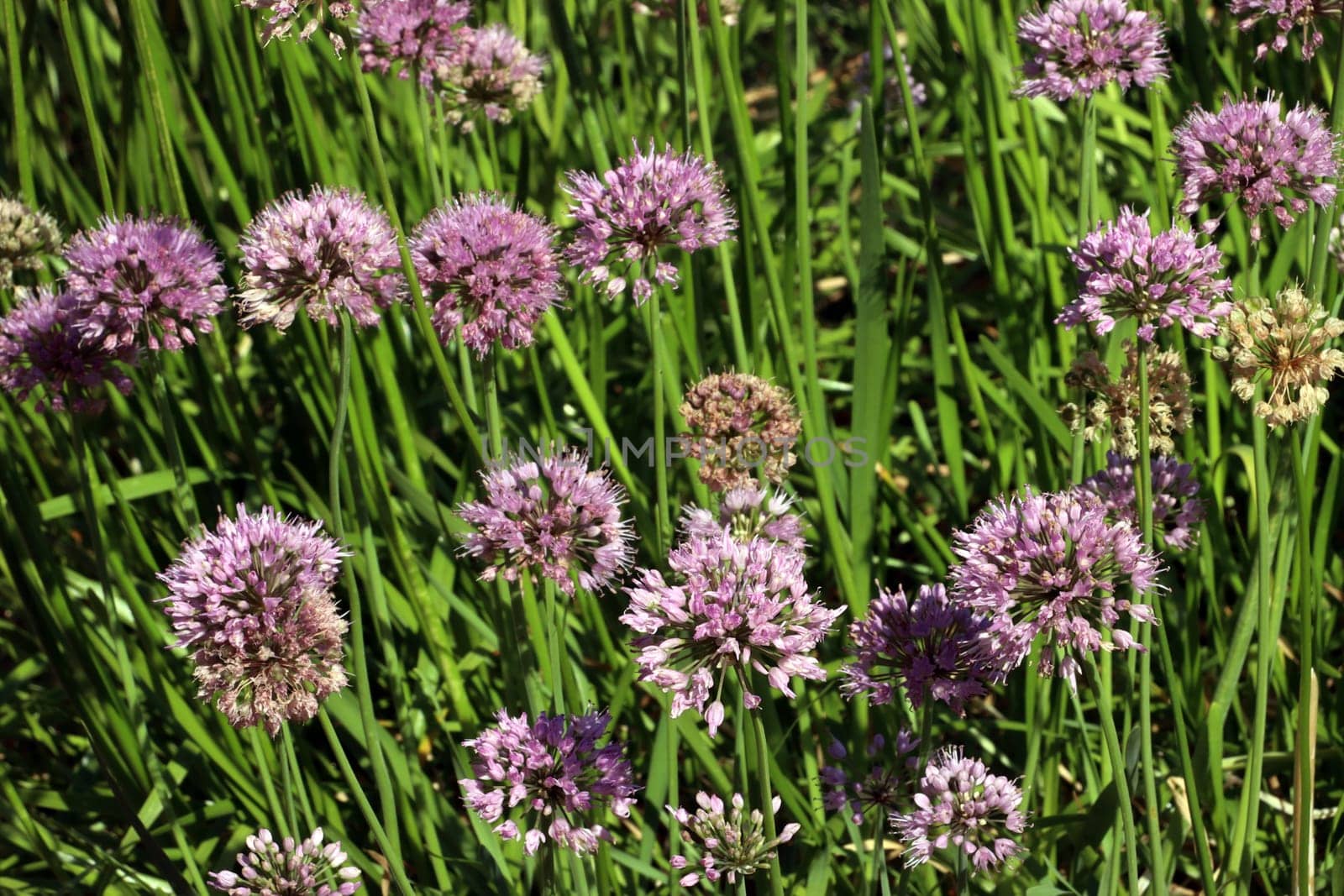 sibirischer Lauch (Allium nutans) im Botanischen Garten, Nordrhein-Westfalen, Deutschland, Bonn