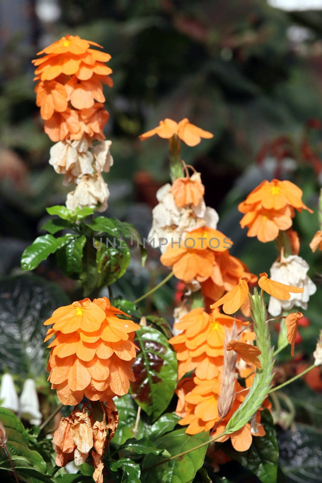 Crossandra infundibuliformis Fortuna - Zuchtform des Fransenbeutel - im Botanischen Garten, Nordrhein-Westfalen, Deutschland, Bonn