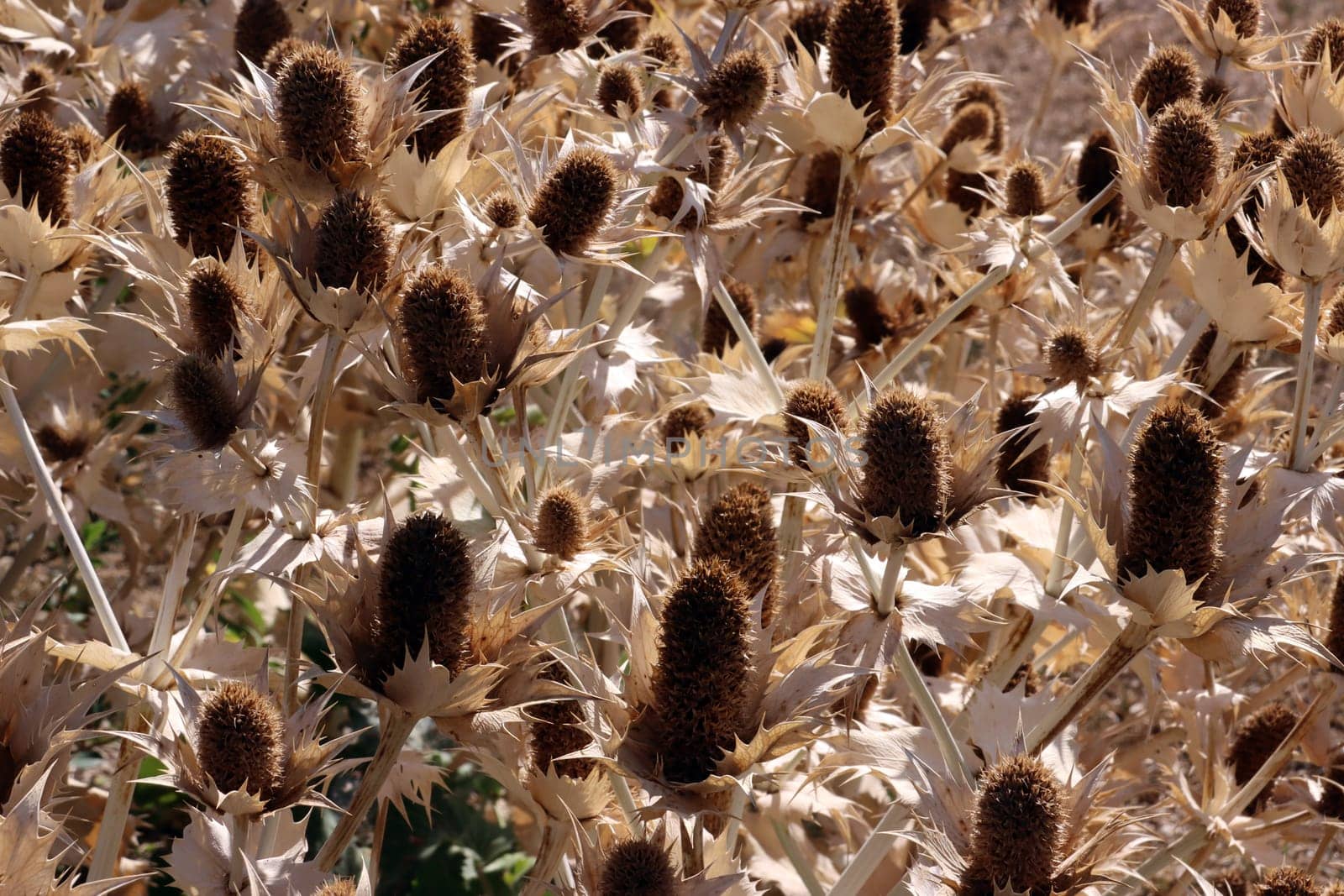 vertrockneter Elfenbein-Mannstreu (Eryngium giganteum) im Botanischen Garten, auch Riesen-Mannstreu und Elfenbeindistel, Nordrhein-Westfalen, Deutschland, Bonn