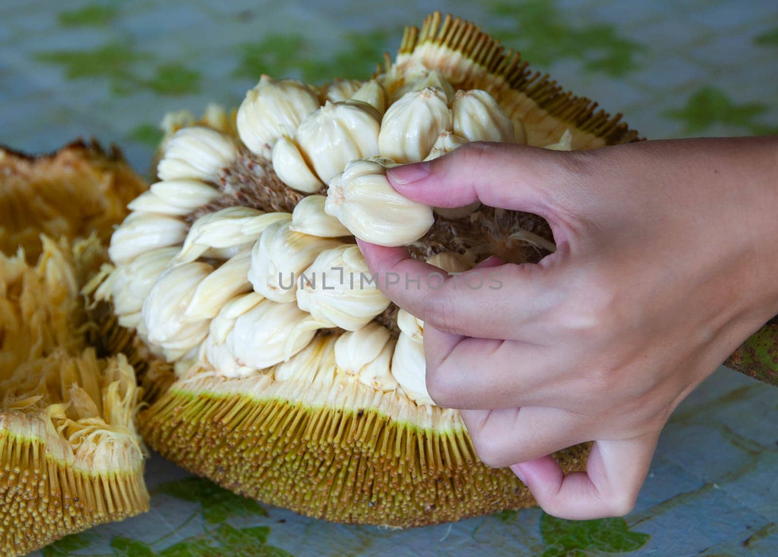 Hand picking Tarap fruit of Borneo Malaysia. Asian fruit concept.
