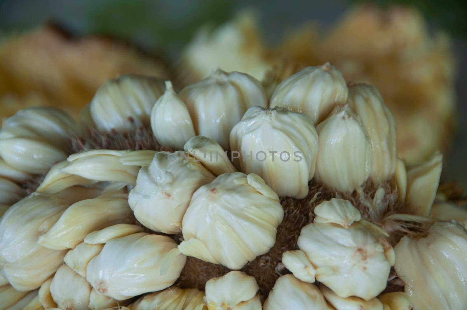 Close up of Tarap fruit of Borneo Malaysia. Asian fruit concept.