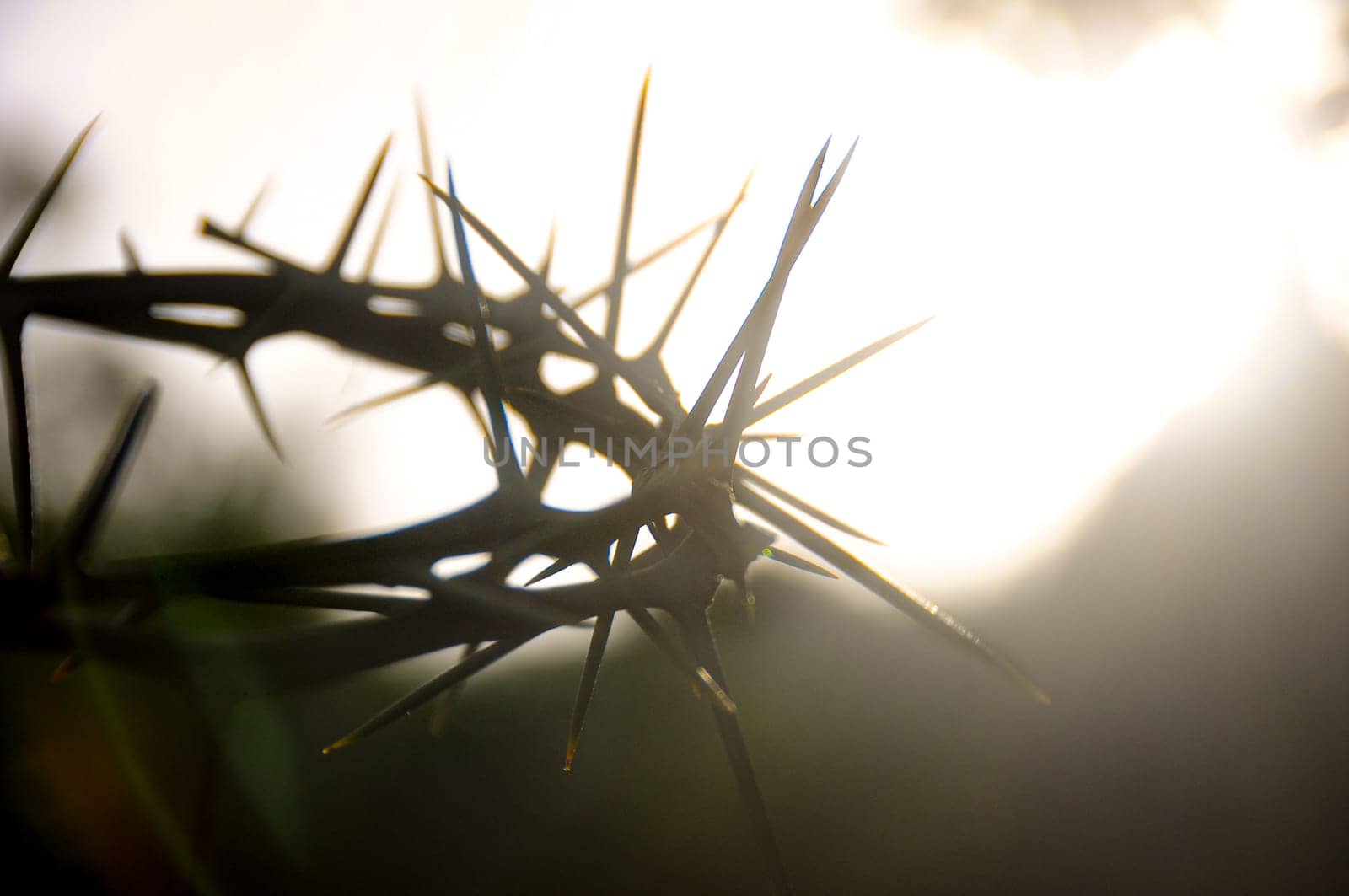 Crown of thorns with customizable space for the and Christian quotes. Copy space and Christianity concept.