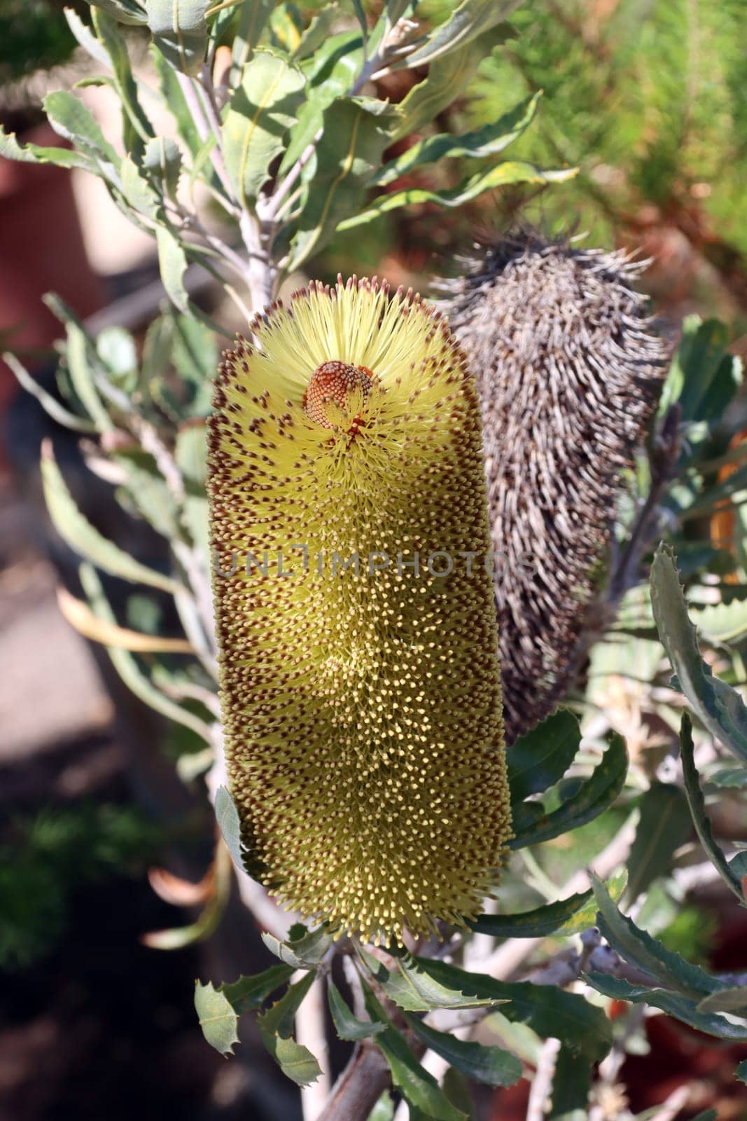 Banksia media im Botanischen Garten - Blütenstand, Nordrhein-Westfalen, Deutschland, Bonn