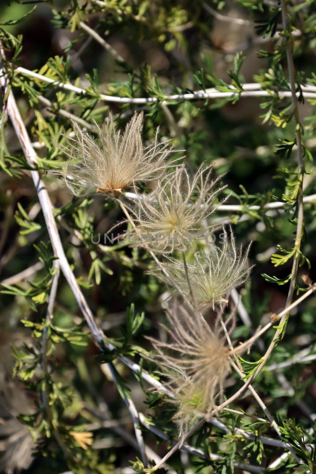 Apachenpflaume (Fallugia paradoxa) - Samenstand, im Botanischen Garten, Nordrhein-Westfalen, Deutschland, Bonn