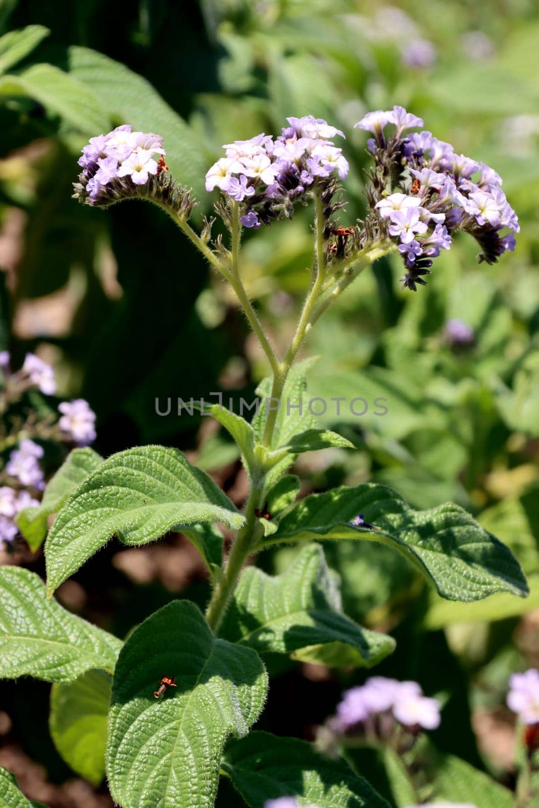 Garten-Sonnenwende (Heliothropium corymbosum) im Botanischen Garten, Nordrhein-Westfalen, Deutschland, Bonn
