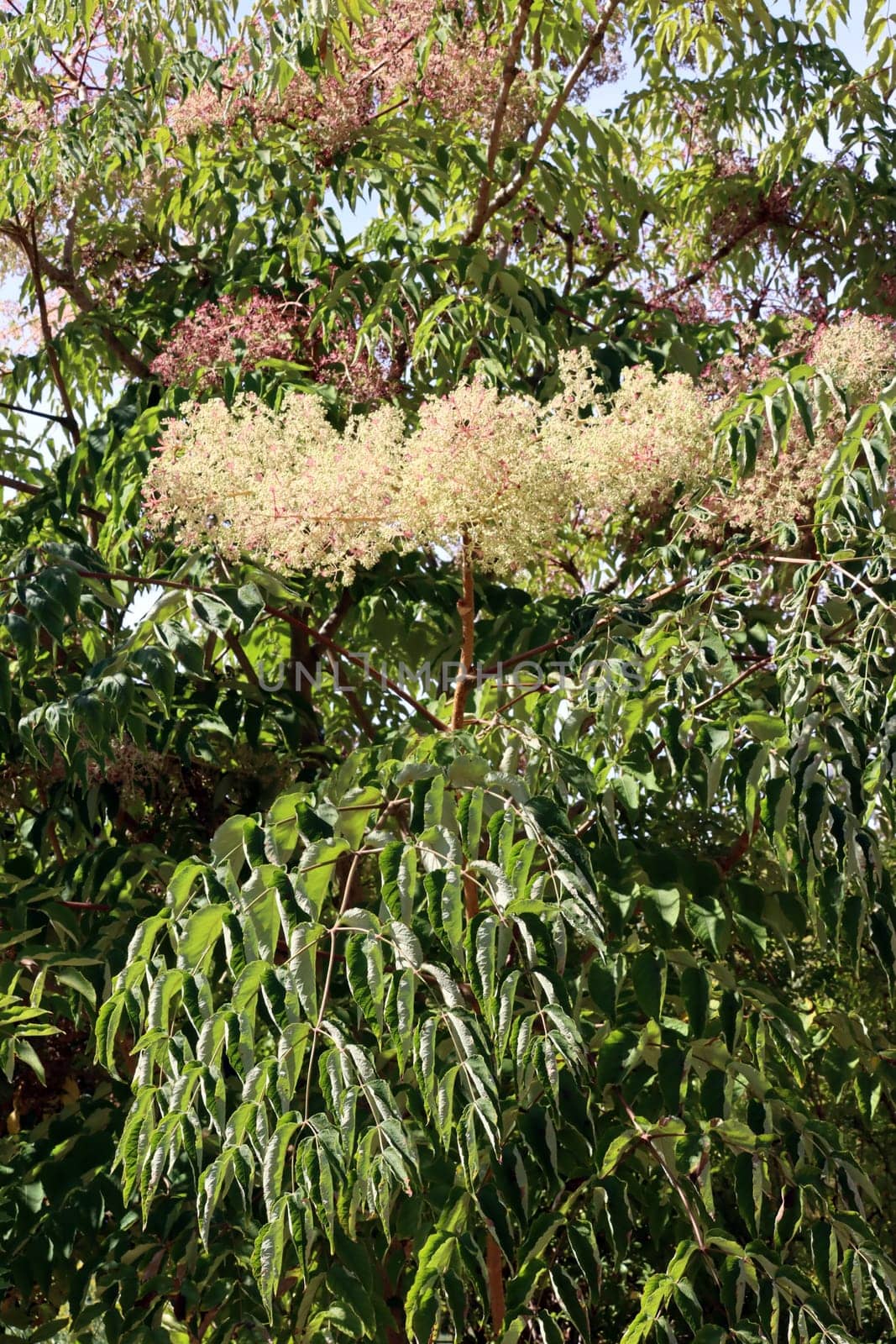 Chinesischer Angelikabaum (Aralia chinensis) im Botanischen Garten, Nordrhein-Westfalen, Deutschland, Bonn