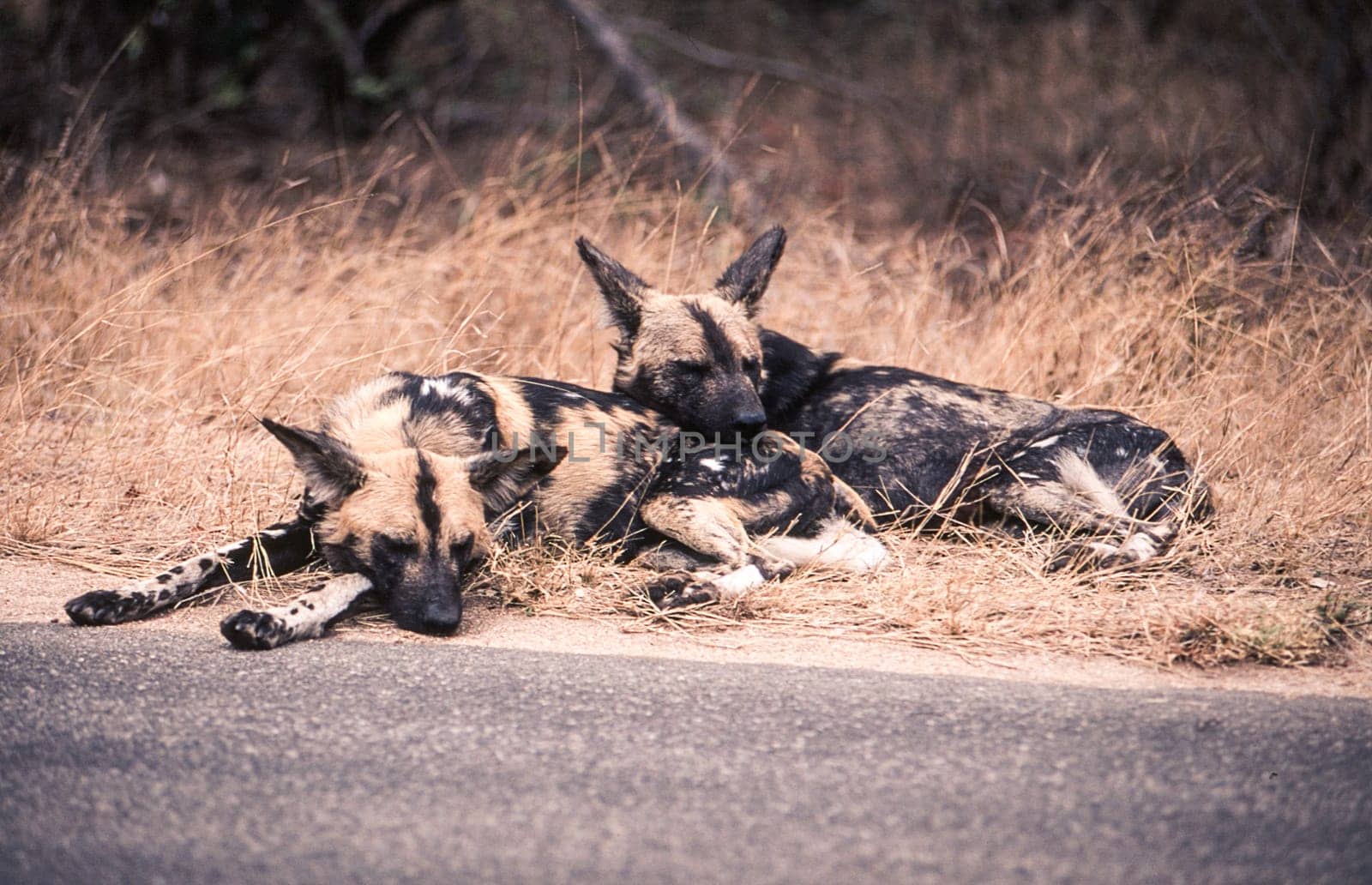 Wild Dog (Licaon pictus), Kruger National Park, Mpumalanga, South Africa