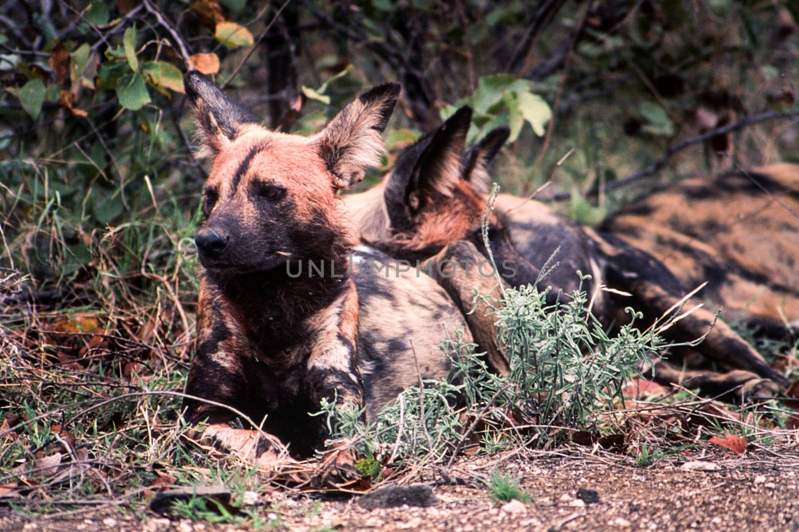Wild Dog (Licaon pictus), Kruger National Park, Mpumalanga, South Africa