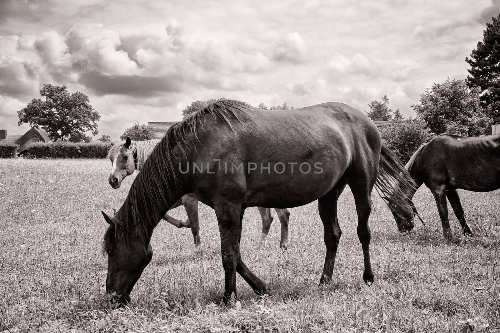 Horses grazing in the pasture