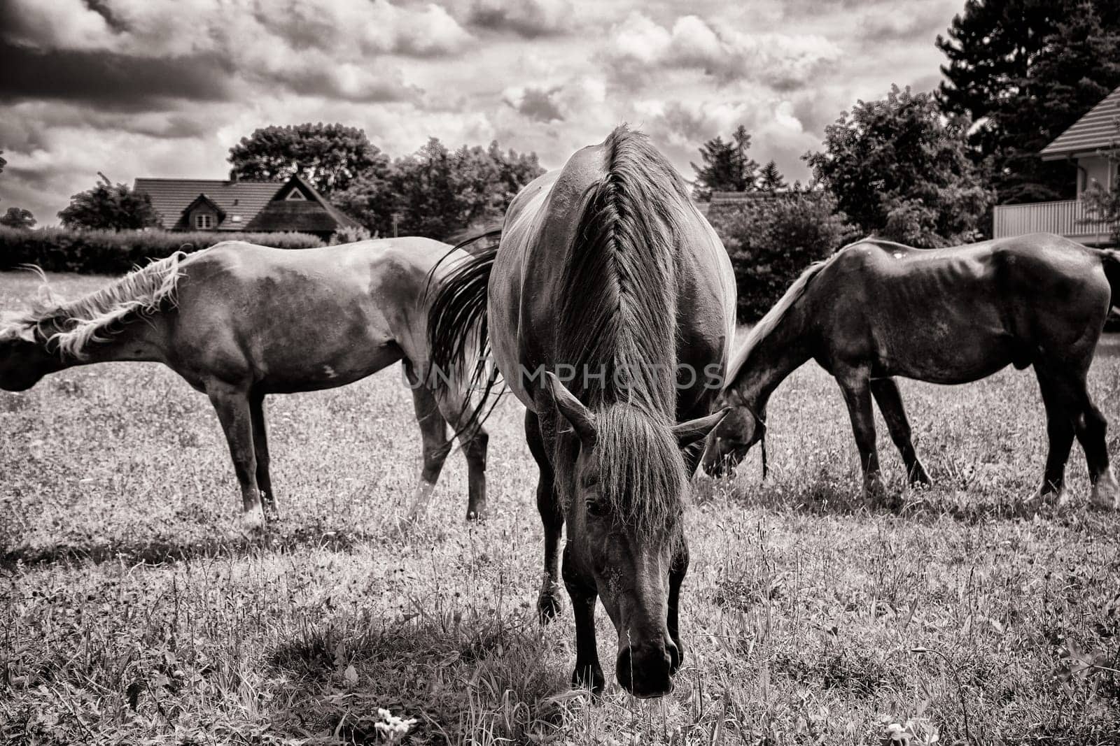 Horses grazing in the pasture