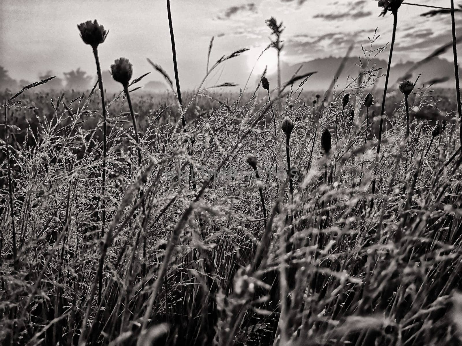 Meadow with morning dew at sunrise, Fischland-Darss