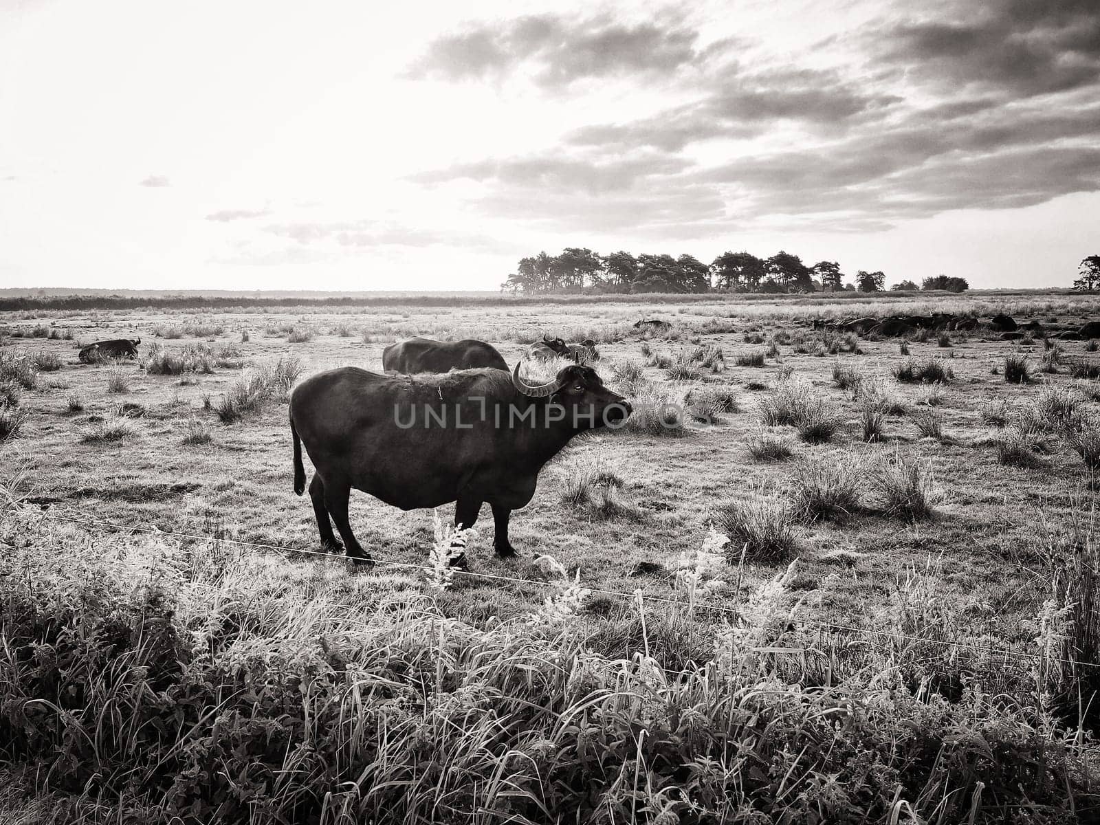 Water buffalo on a pasture, Fischland-Darss peninsula, Mecklenburg-West Pomerania, Germany