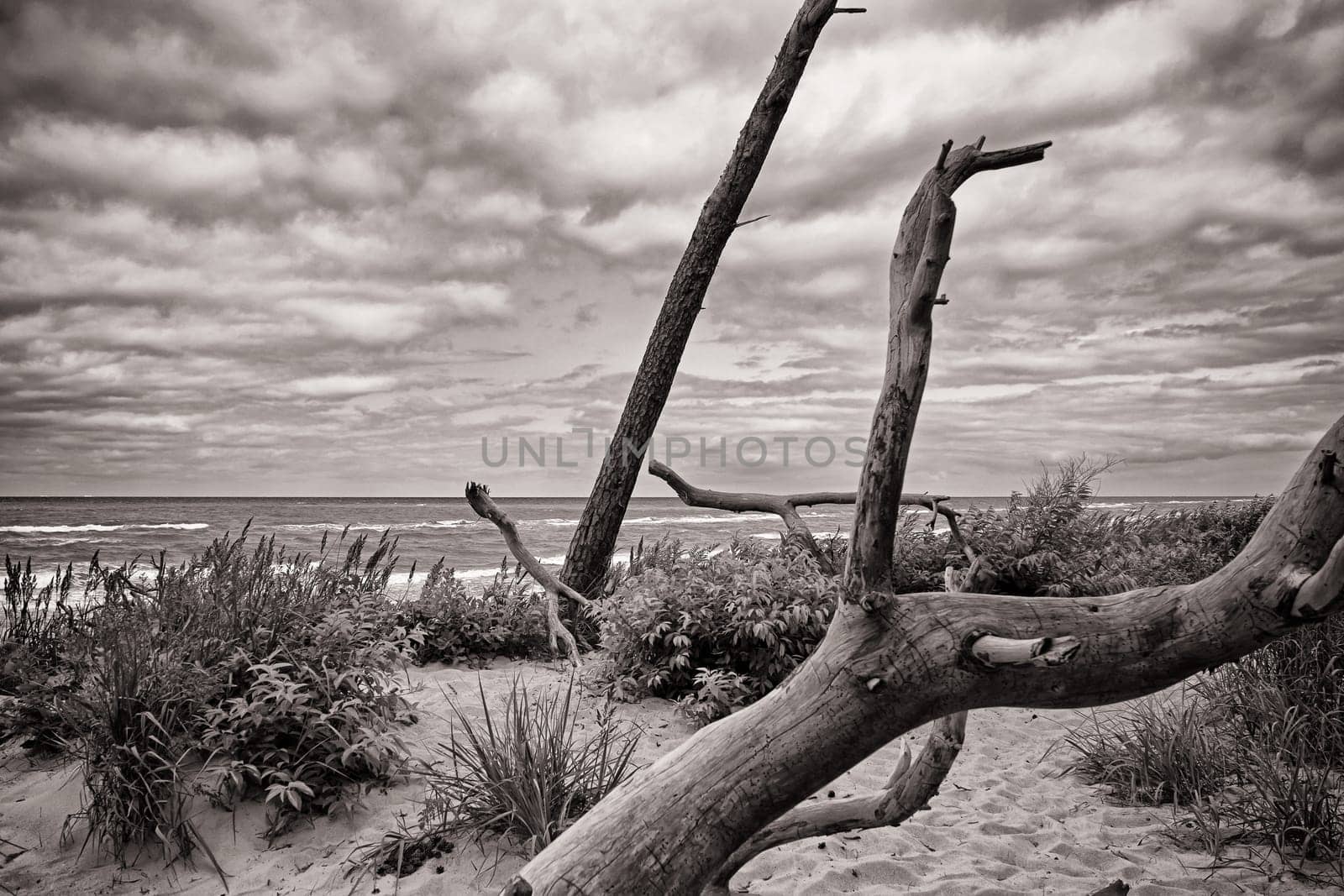 West beach of Fischland-Darss peninsula near Ahrenshoop, Mecklenburg Baltic Sea coast, Mecklenburg-West Pomerania, Germany