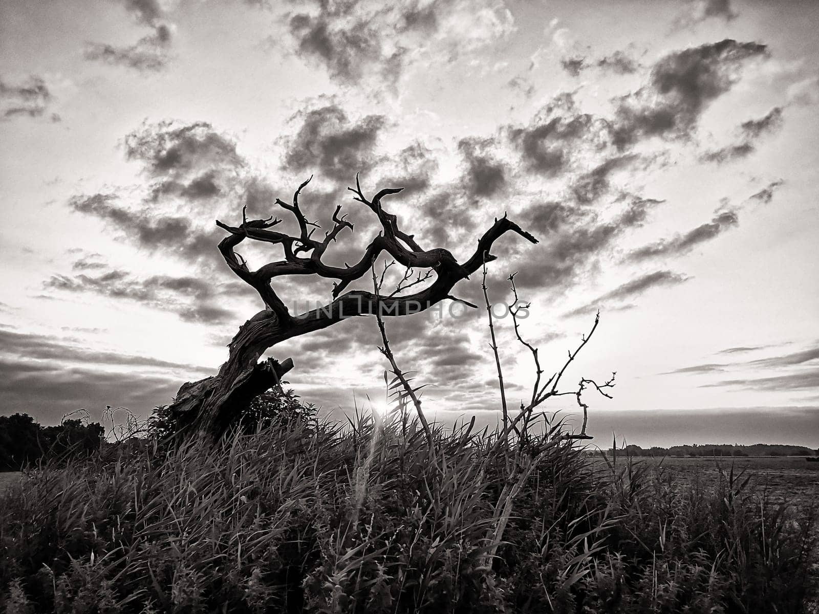 dead tree in sunrise, Fischland-Darss peninsula