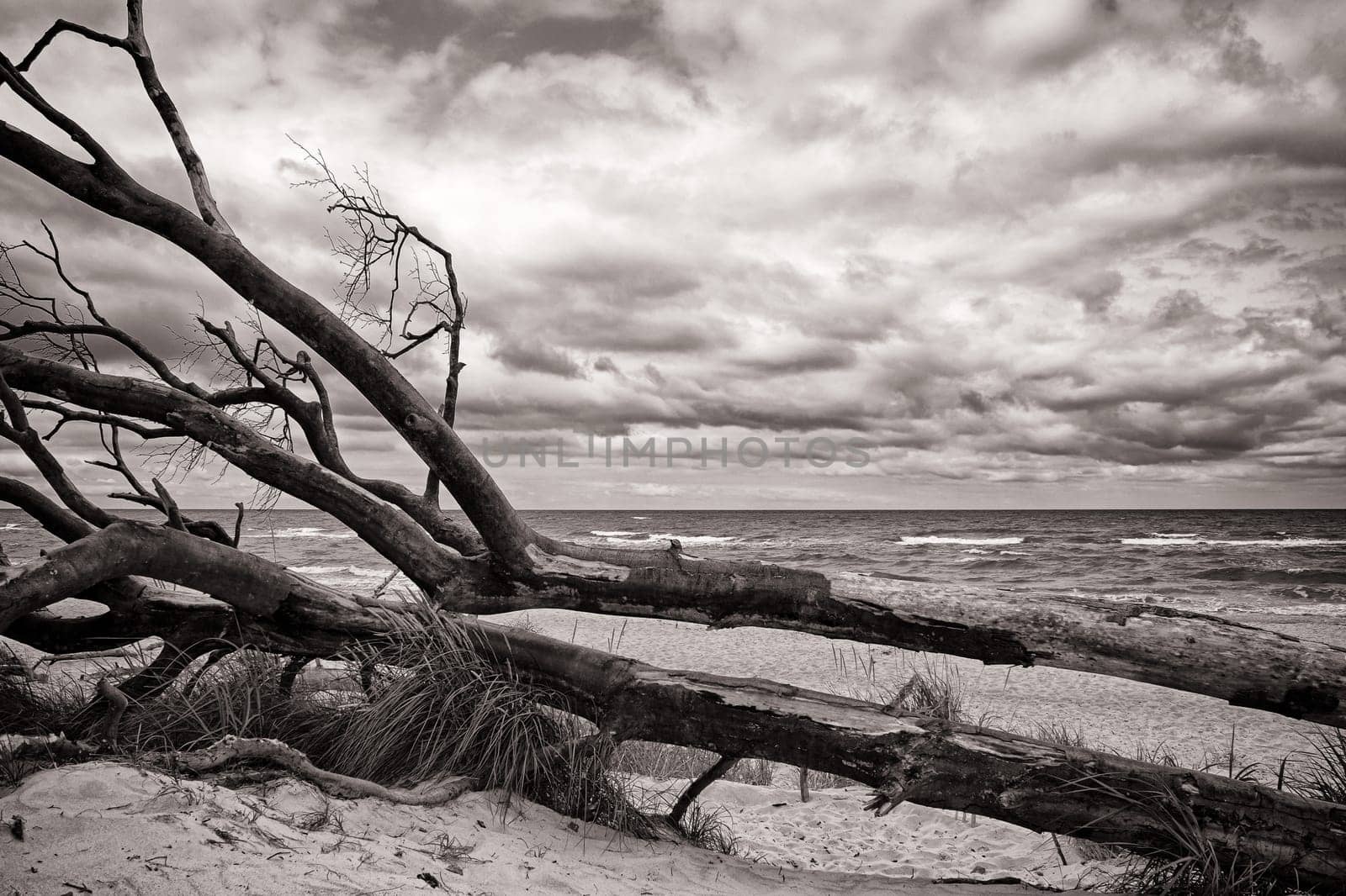 West beach of Fischland-Darss peninsula near Ahrenshoop, Mecklenburg Baltic Sea coast, Mecklenburg-West Pomerania, Germany
