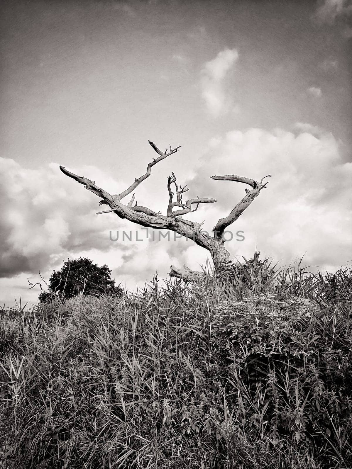 dead tree in sunrise, Fischland-Darss peninsula